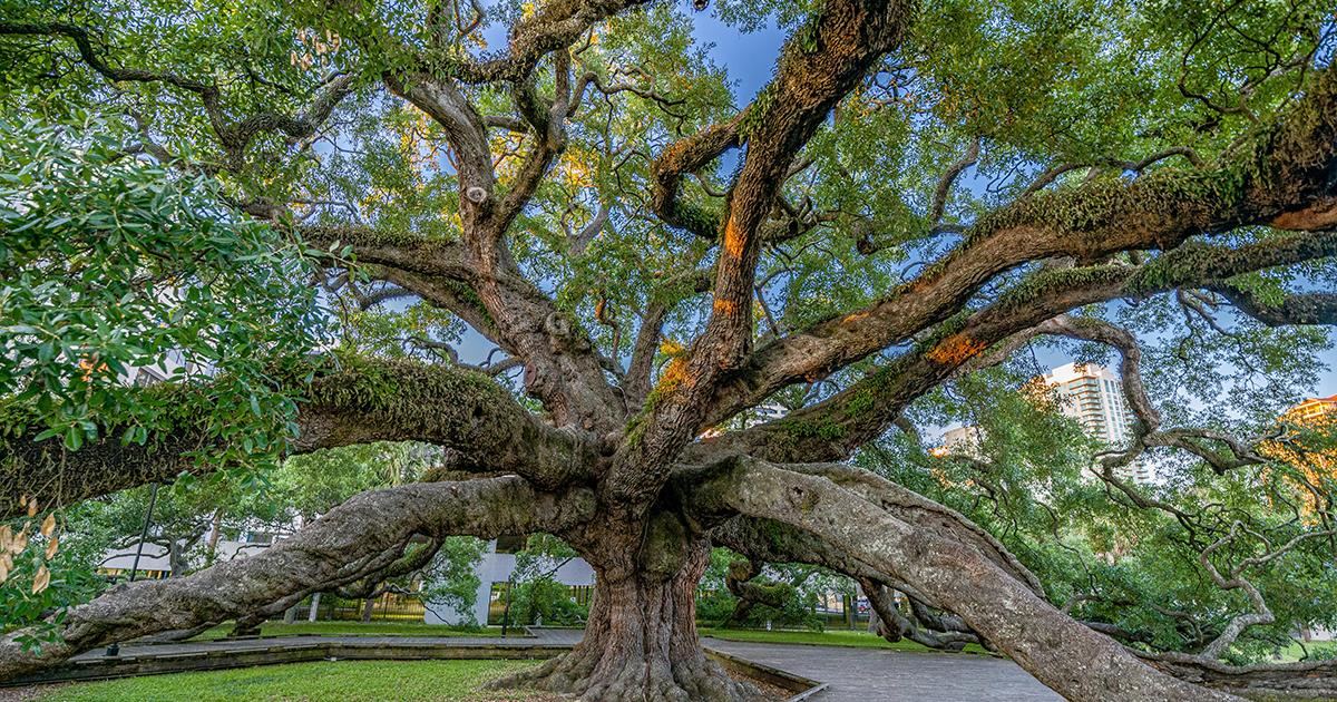 Donate | Scenic Jacksonville